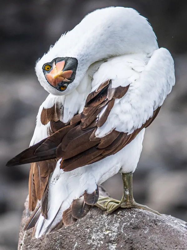 Inquisitive Nazca Booby thumbnail