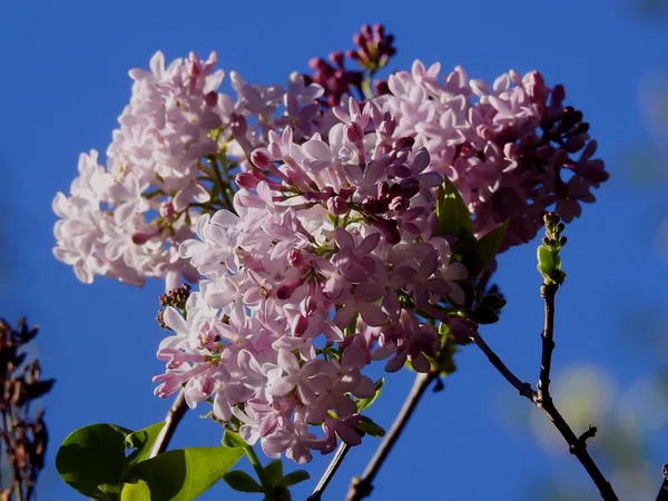 Lilacs Blooming in October thumbnail
