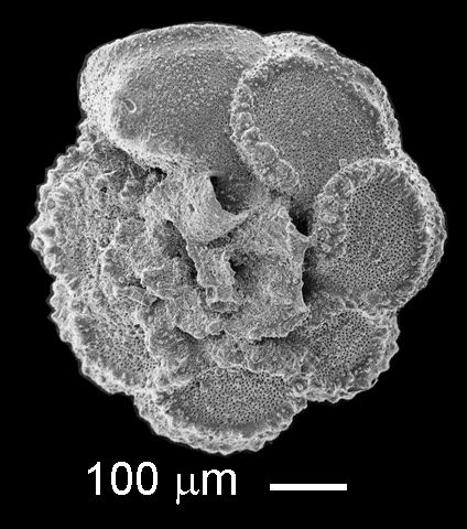 A single-celled organism, called planktonic foraminifera, appears gray on a black background after being photographed using a microscope.  