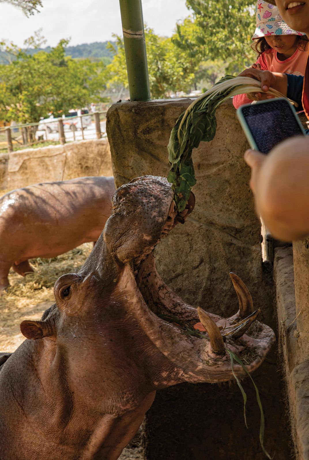visitors feed hippos with greens bought at the park;