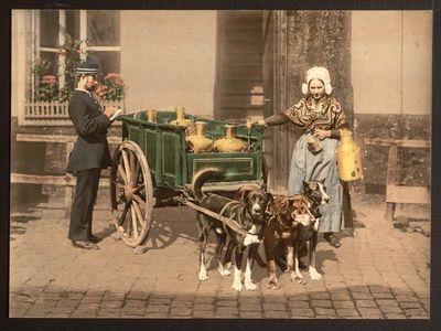 A late 19th century photograph from Antwerp, Belgium shows a typical milk cart pulled by dogs.