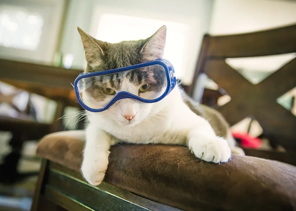 How Long Have We Been Breeding Cats: Unveiling the Fascinating History