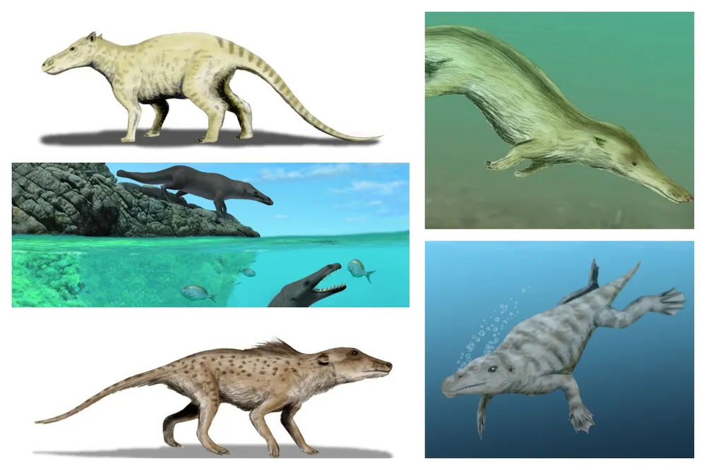 Walking Whales Collage