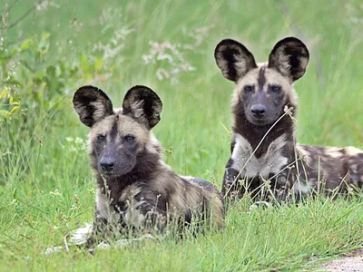 African wild dogs might use facial expressions to communicate with each other as they hunt in packs on the savanna.