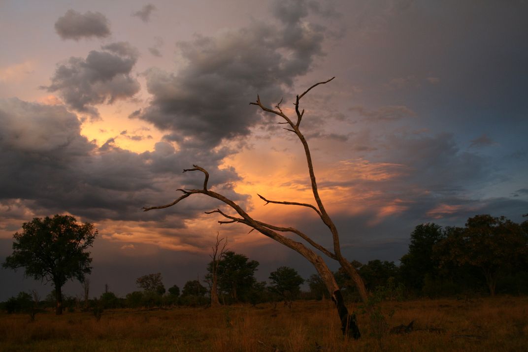 Sunset in the Moremi