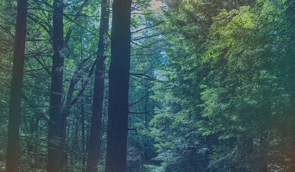 tree.png