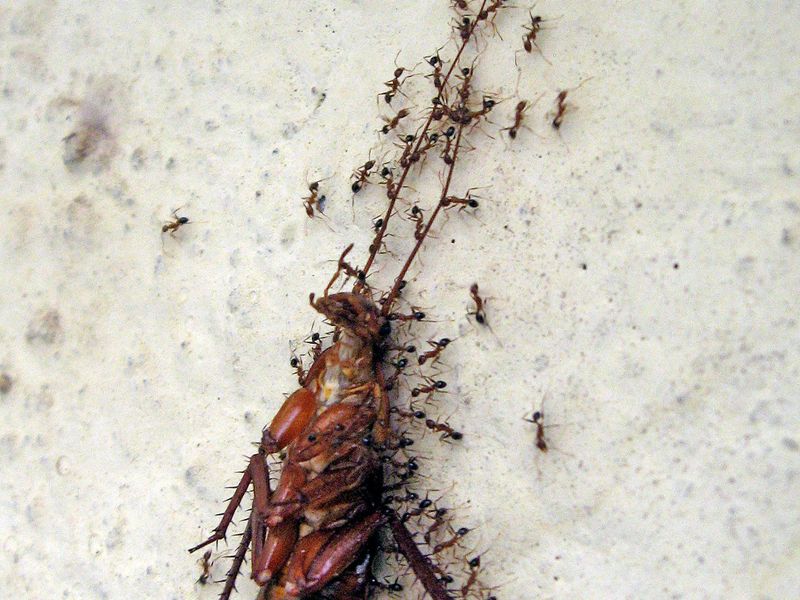 A COCKROACH WITH A GROUP OF ANTS Smithsonian Photo Contest