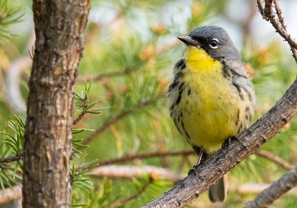 kirtlands-warbler-1400x700.png