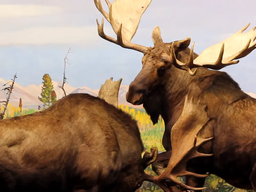 Moose Fight
