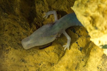Olms, also called "baby dragons" and "human fish," are blind, foot-long salamanders native to European caves. 