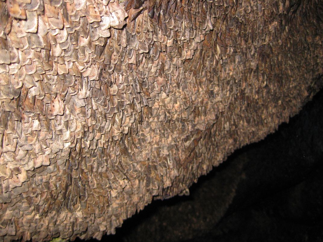 Moths on wall of cave
