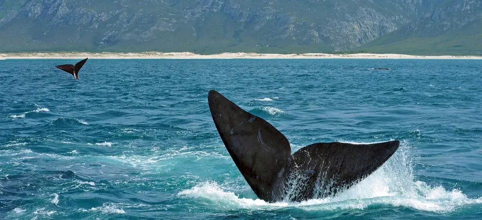  Southern right whales off the coast of Hermanus 