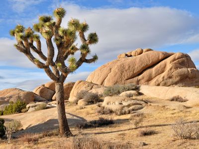 The Joshua tree is one of the Mojave Desert's most iconic inhabitants. But it's under threat—and the key to saving it may lie in better understanding its tiny winged partner.