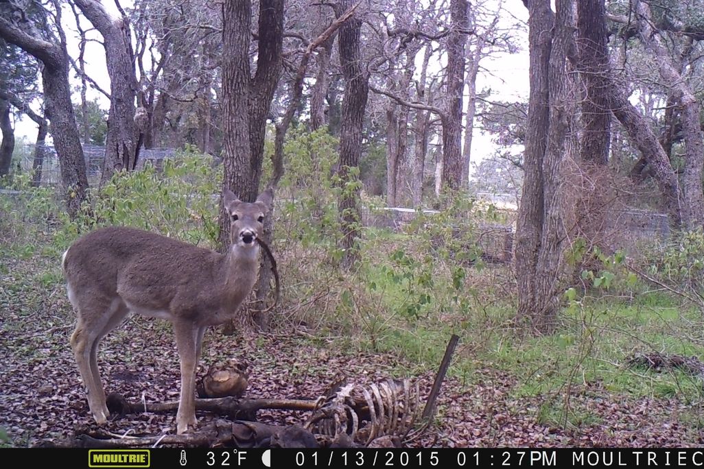 Deer head on gnawing