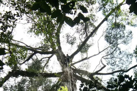 Unding Jami ascends the world's tallest tropical tree to get a measurement