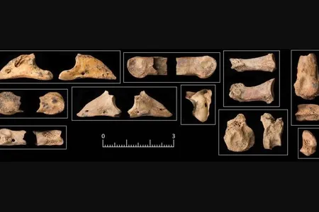 Selection of gazelle bones from Space 3 at Shubayqa 6 displaying evidence for having been in the digestive tract of a carnivore.


