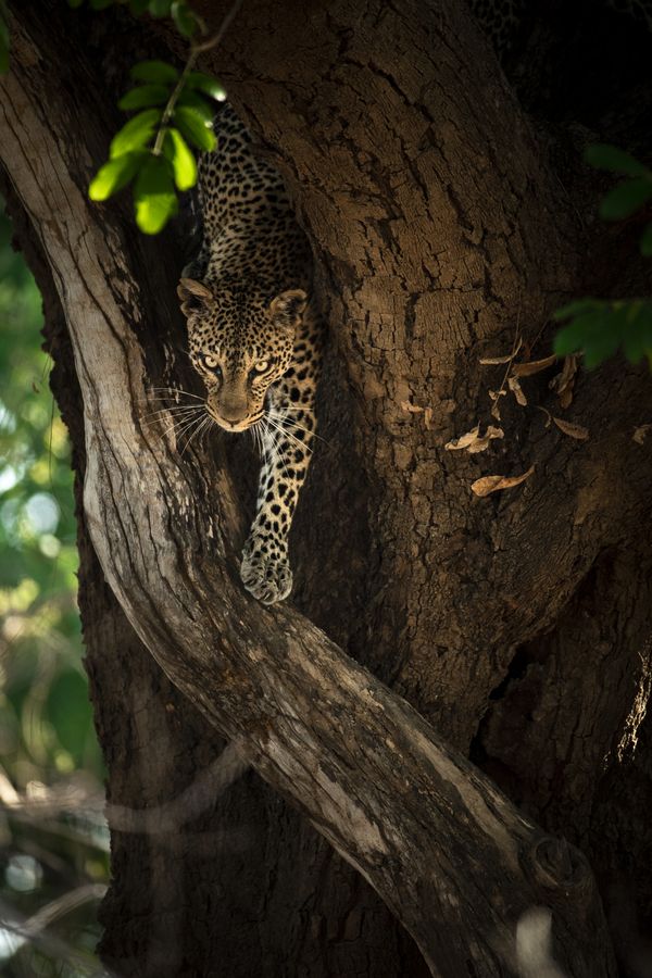 Leopard Descending a Tree thumbnail