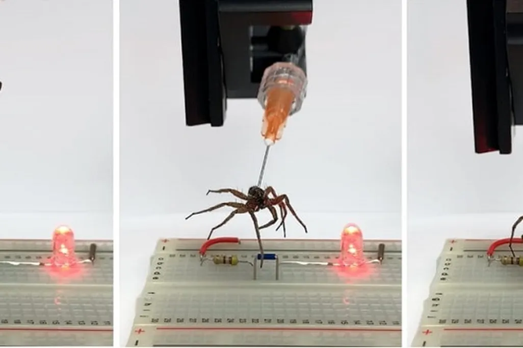 A dead spider picking up a small object