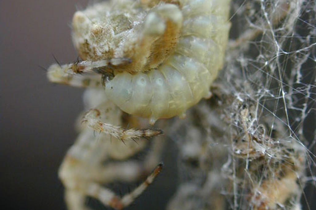 20110520102317larva2.jpg