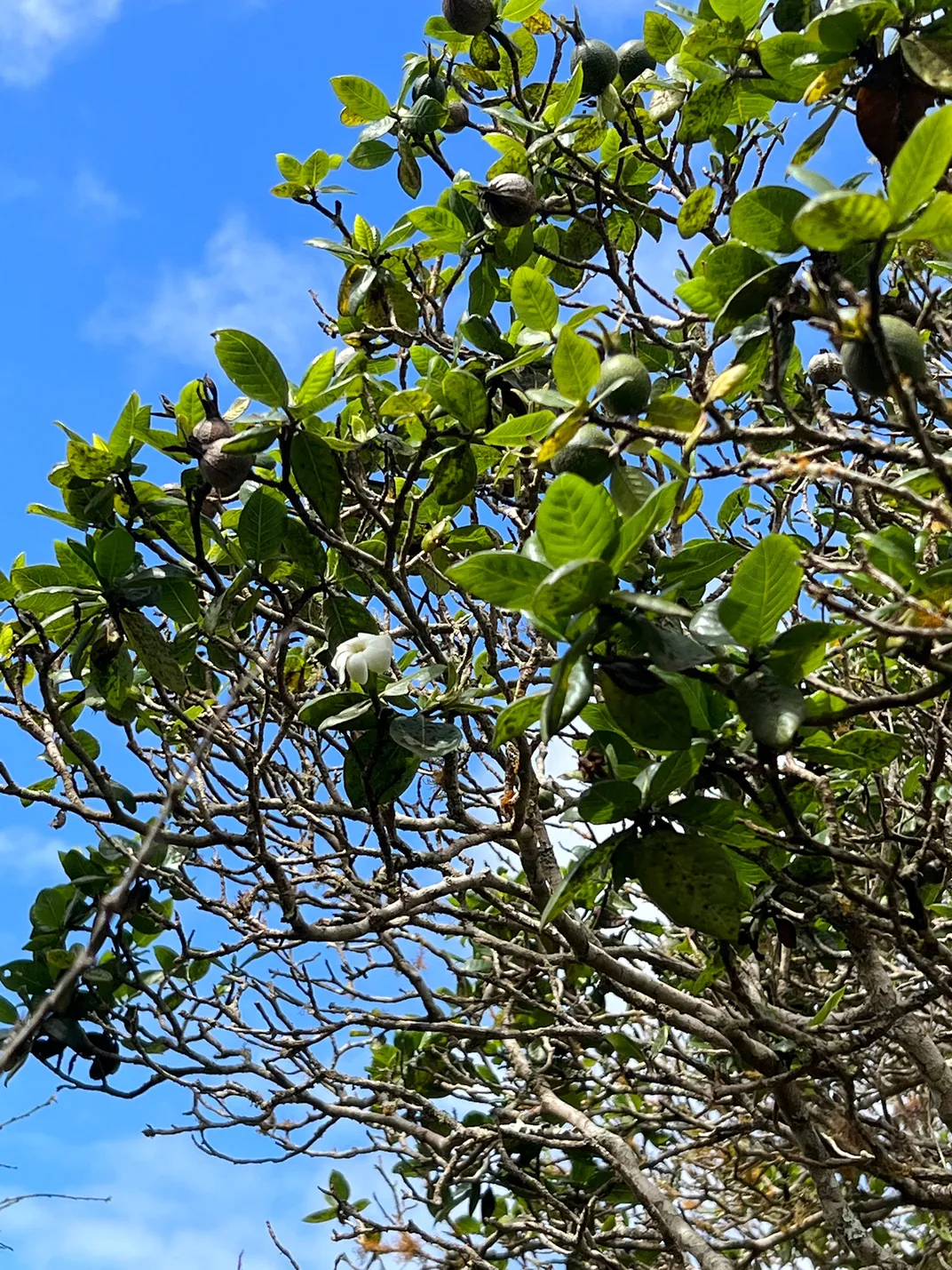 Gardenia Brighamii