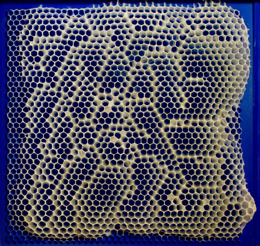 una colmena encima de un panel de plástico