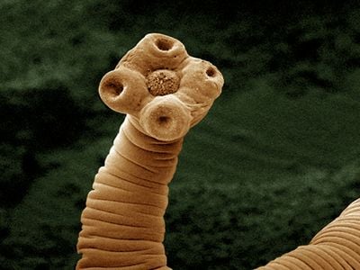 Tapeworms, like this one imaged using a scanning electron micrograph, weaken their victims but don't typically kill them. 