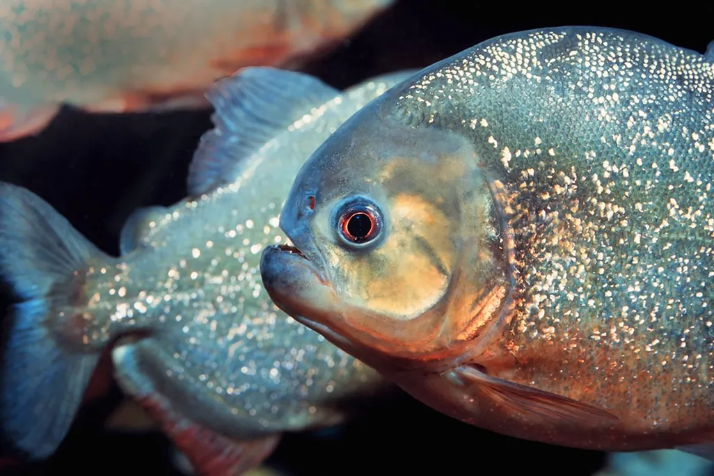 Red-bellied piranha