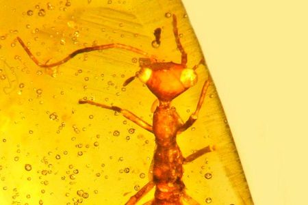Aethiocarenus burmanicus