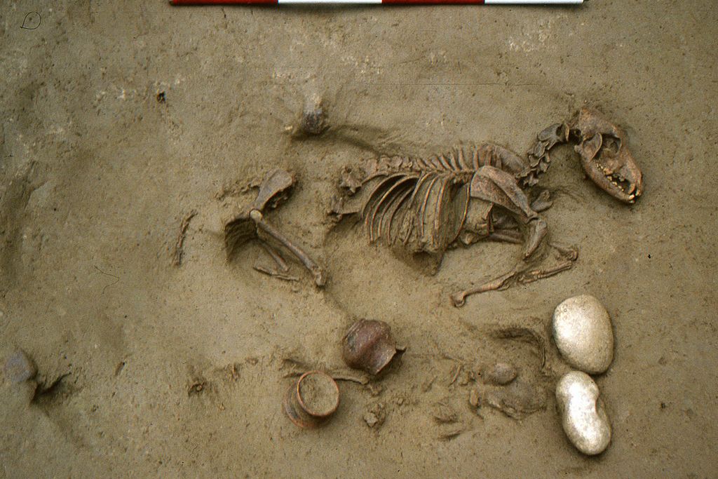 Dog Buried With Child in Grave