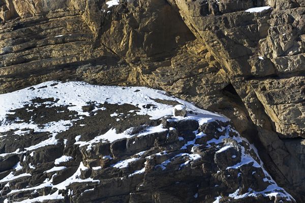 Snow Leopard in the Habitat thumbnail