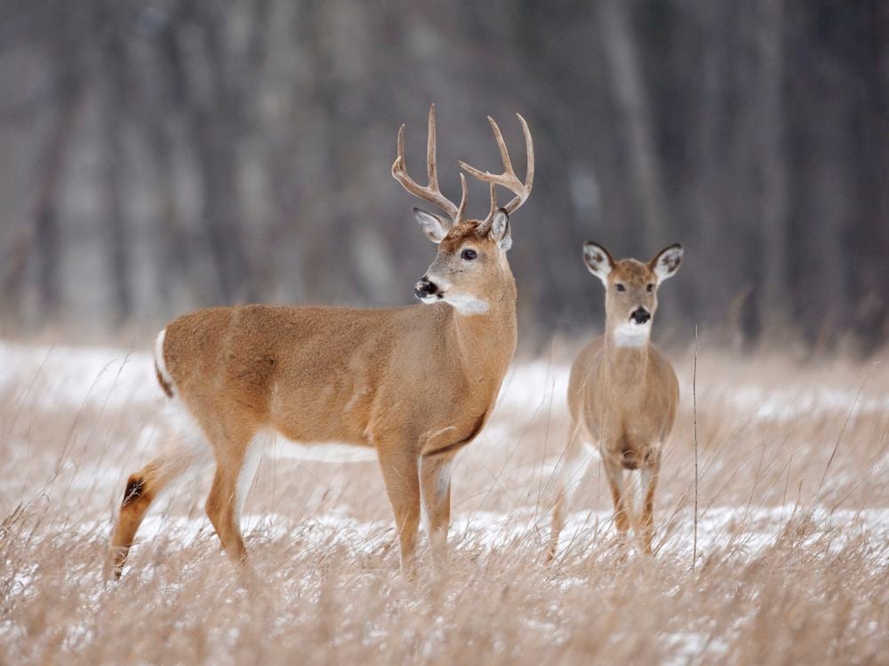Image of two white tailed deer, one male buck with horns, one younger female or male, in a snowy grassland