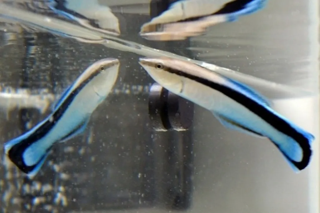 A small blue, white and black fish looking in a mirror under water