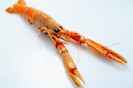 Researchers have discovered an unexpected way that larger bits of plastic are transformed into microplastics in the sea: lobsters. (The study involved Norway lobsters, pictured here.)