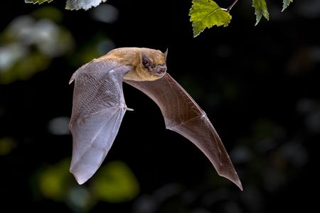 Bats navigate in the dark using echolocation. Scientists are piecing together how the animals understand the world through the mix of echoes that bounces back.