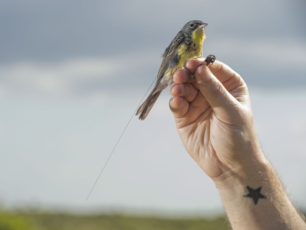 A hand with a star tattoo on the inside of the wrist holds a Kirtland's warbler in the air