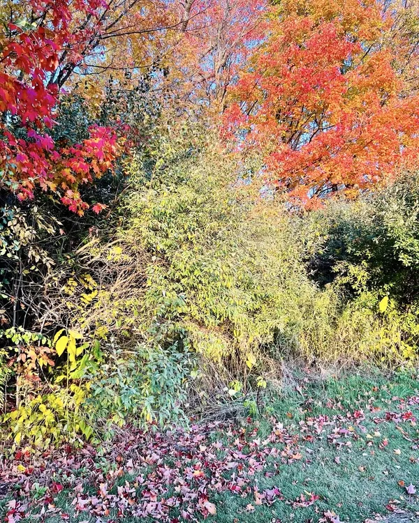 Nature's Abstraction thumbnail