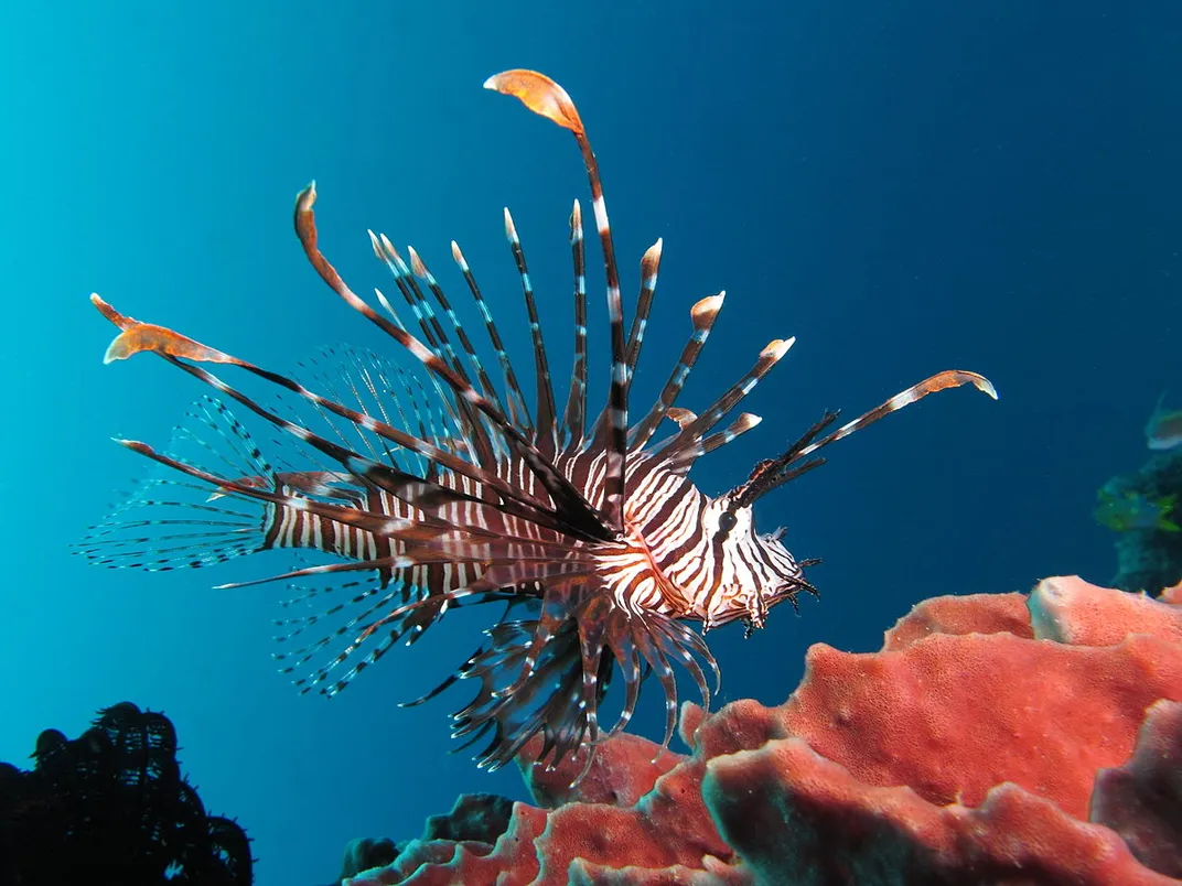 A lionfish with long spines and red and  white stripes swims above a red coral reef, in bright blue water