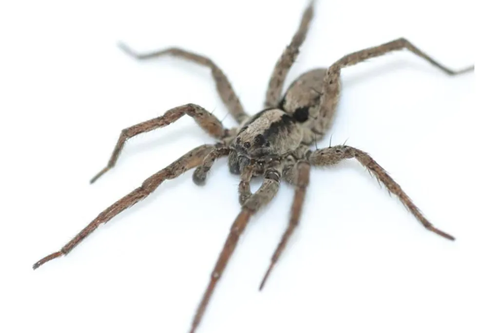 purring wolf spider
