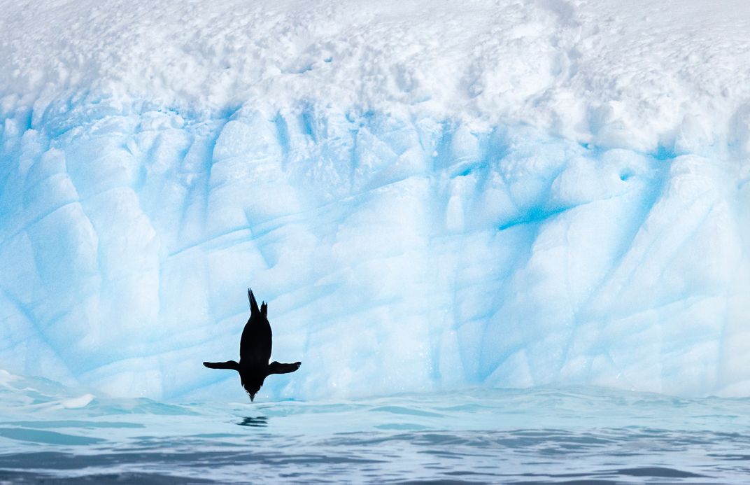 A Chinstrap Penguin, wings outstretched, dives from an iceberg. Head down, its bill is nearly touching the water’s surface. In the background, a white and blue iceberg is capped with fresh white snow.