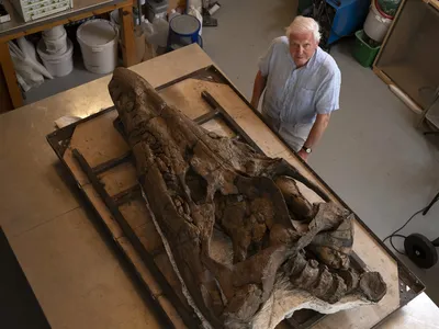 David Attenborough stands next to the recently discovered pliosaur fossil at the Etches Collection Museum of Jurassic Marine Life in Kimmeridge, England.