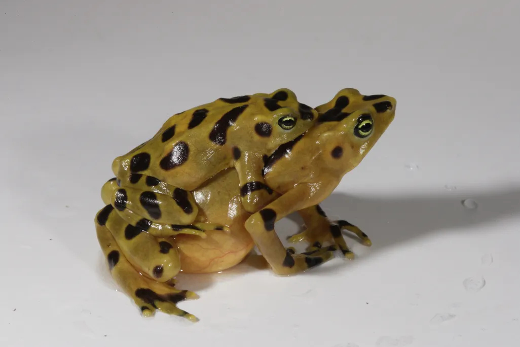 golden-frogs.jpg