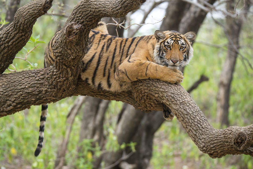 Tigrul bengalez juvenil sprijinit pe o ramură de copac