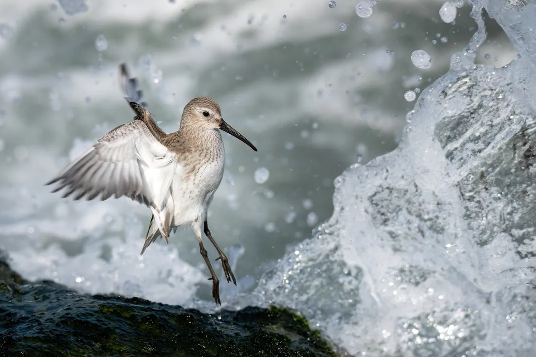 A sandpiper in profile appears to have jumped from the rocks to avoid an incoming wave. The bird’s wings are behind its body, its feet just above the rock in front of a background of water droplets from the surf.