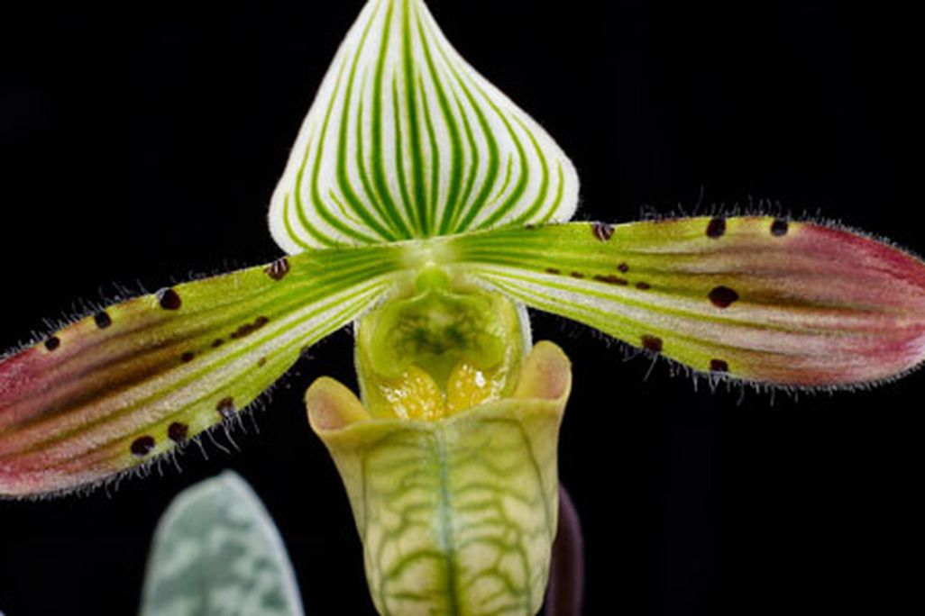 Paphiopedilum venustum