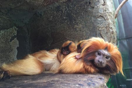 Izzy photographed with the two infants on her back on Friday, June 30.