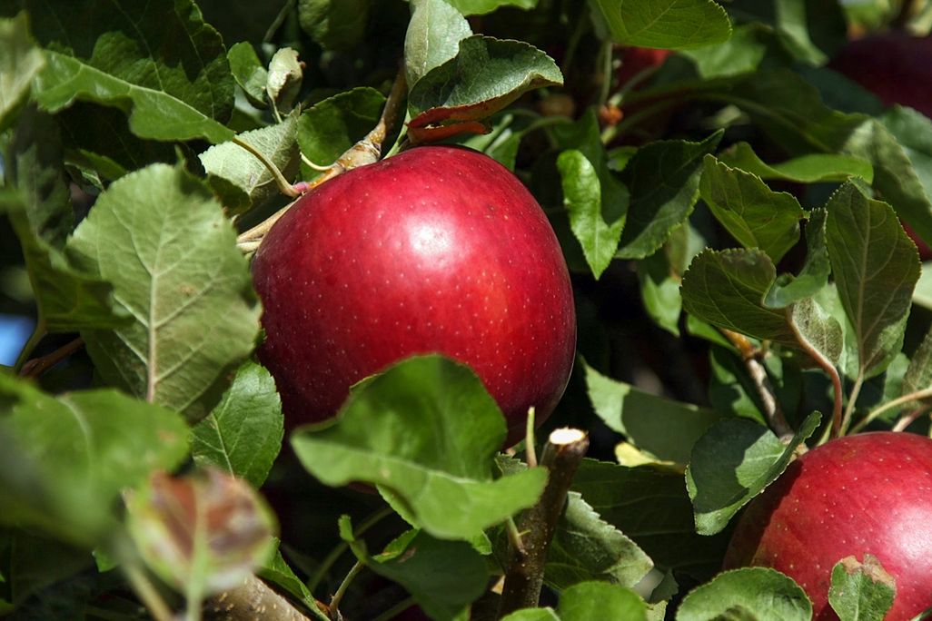 CosmicApple2.jpg
