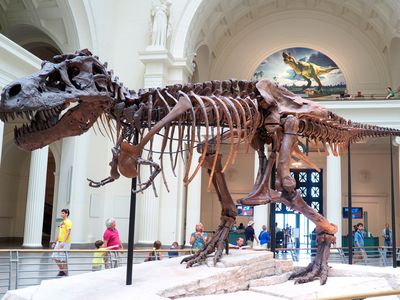 Most regular visitors of Chicago's Field Museum are on a first-name basis with Sue, the Tyrannosaurus rex skeleton that adorns the museum's front hall. 
