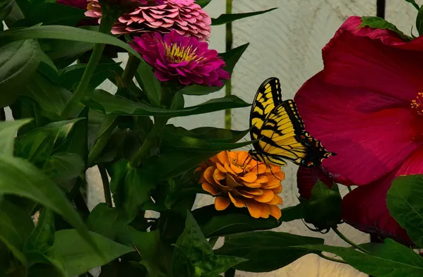 An Eastern Tiger Swallowtail among my zinnias. thumbnail