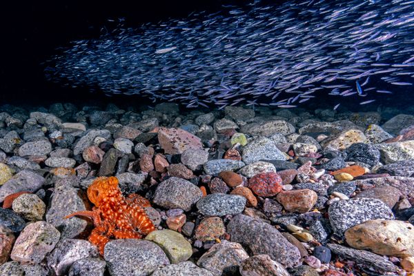 Octopus Dreaming thumbnail