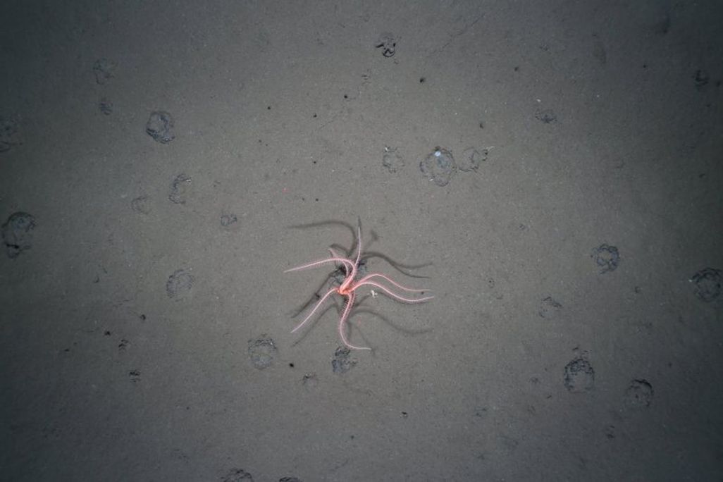 A deep-sea starfish